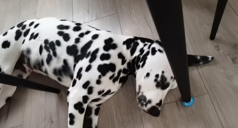 Cute and handsome Dalmatians,Six months old