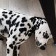 Cute and handsome Dalmatians,Six months old