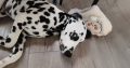 Cute and handsome Dalmatians,Six months old