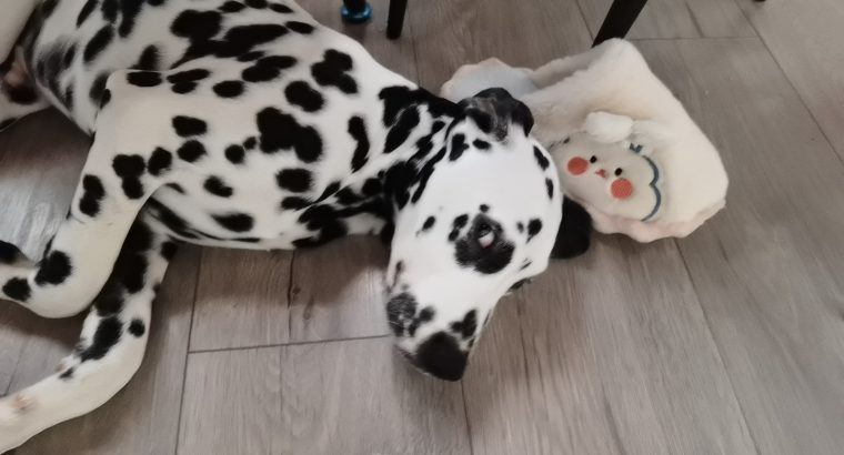 Cute and handsome Dalmatians,Six months old