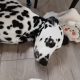 Cute and handsome Dalmatians,Six months old