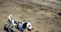 Cute and handsome Dalmatians,Six months old