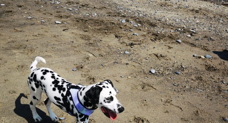 Cute and handsome Dalmatians,Six months old