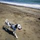 Cute and handsome Dalmatians,Six months old