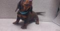 Miniature Dachshund Irish Kennel Club register