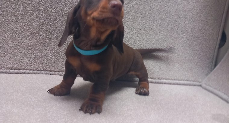 Kennel club miniature dachshund puppies best sale