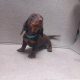 Miniature Dachshund Irish Kennel Club register