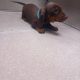 Miniature Dachshund Irish Kennel Club register