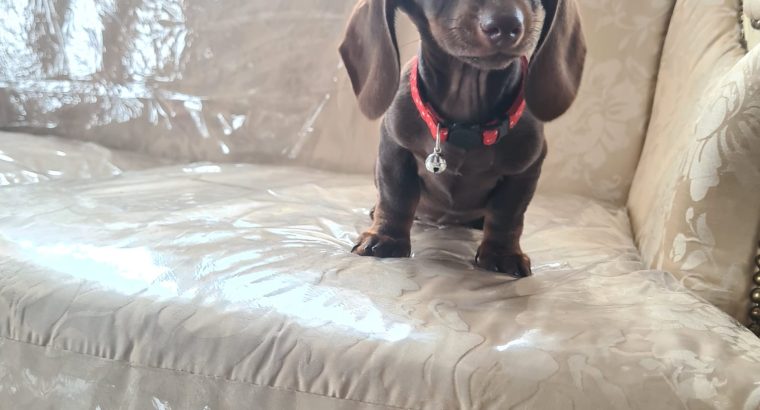 Dachshund puppy