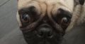 fawn and black pug female 3 yrs pure bred