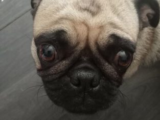 fawn and black pug female 3 yrs pure bred