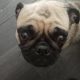 fawn and black pug female 3 yrs pure bred