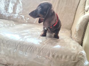 Dachshund puppy