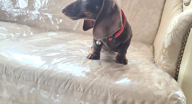 Dachshund puppy