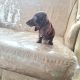 Dachshund puppy