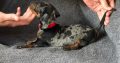 Miniature Dachshund Irish Kennel Club register