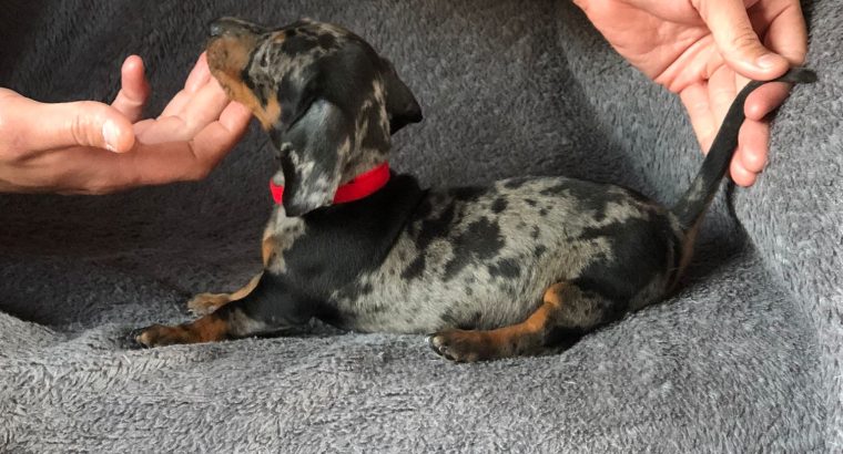 Kennel club miniature dachshund best sale