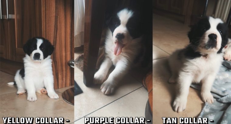 St bernard x Border collie pups