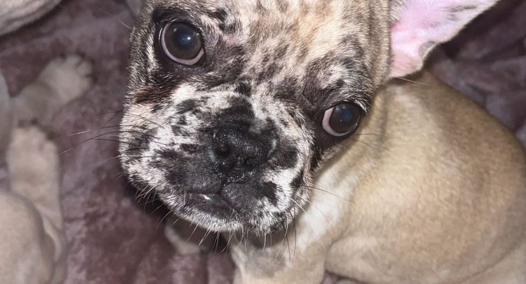 💌Stunningly unique French Bulldog puppies💌