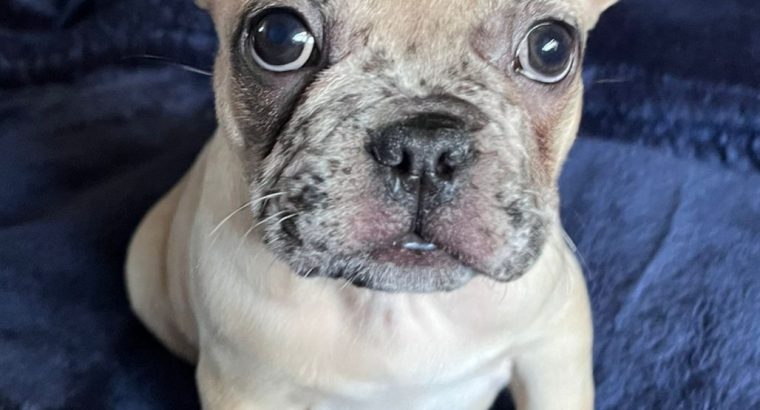 💌Stunningly unique French Bulldog puppies💌