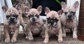 💌Stunningly unique French Bulldog puppies💌