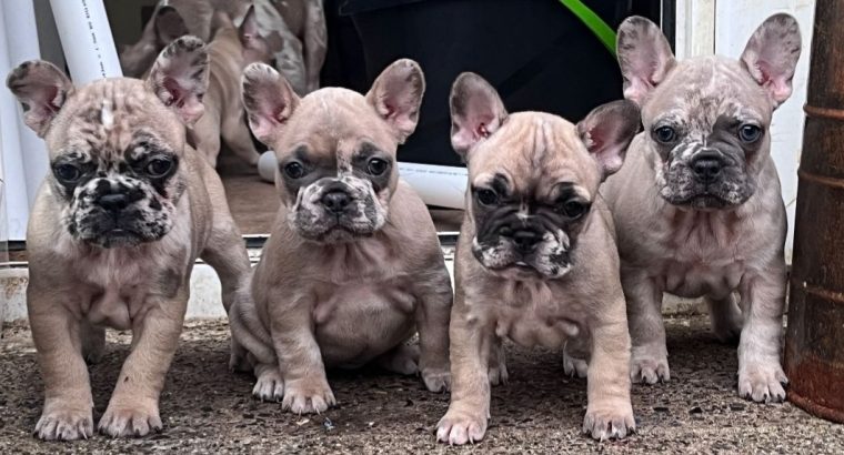 💌Stunningly unique French Bulldog puppies💌