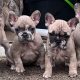 💌Stunningly unique French Bulldog puppies💌