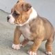 American Bully Pockets