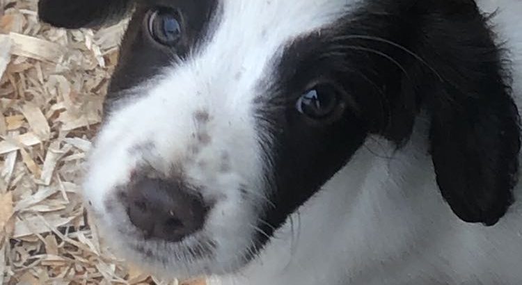 Springer Spaniel Puppies