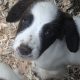 Springer Spaniel Puppies