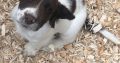 Springer Spaniel Puppies