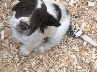 Springer Spaniel Puppies