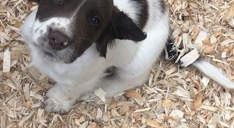 Springer Spaniel Puppies