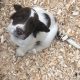 Springer Spaniel Puppies