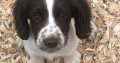 Springer Spaniel Puppies