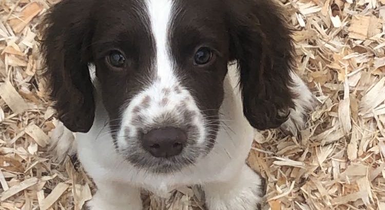 Springer Spaniel Puppies