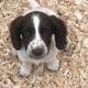 Springer Spaniel Puppies