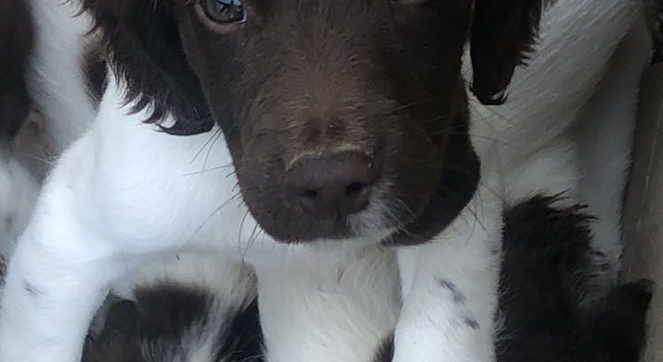 Springer Spaniel Puppies