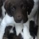 Springer Spaniel Puppies