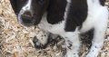 Springer Spaniel Puppies