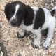 Springer Spaniel Puppies