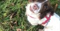 Springer Spaniel Puppies