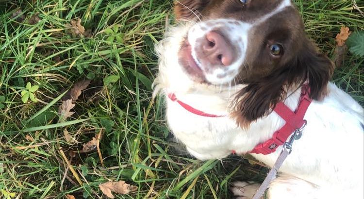 Springer Spaniel Puppies