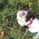 Springer Spaniel Puppies