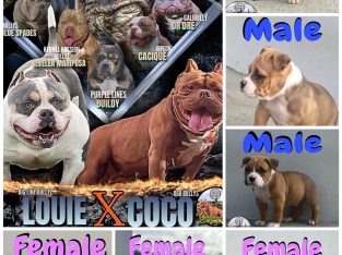 American Bully Pockets