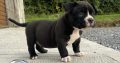 American Bully Pockets