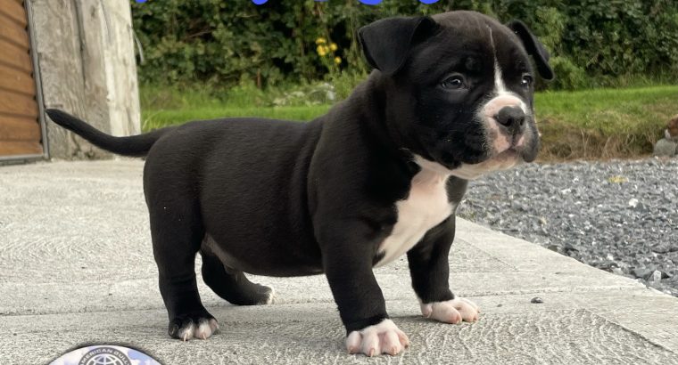 American Bully Pockets