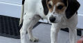 Beagle for Sale