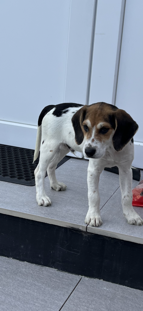 Beagle For Sale Dublin