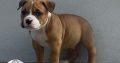 American Bully Pockets